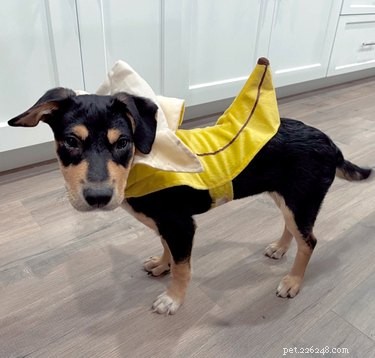 Pet Owners Turn Their Furry Friends Into Video Game Bosses—Hilarious Memes Trending