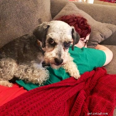 Pet Owners Turn Their Furry Friends Into Video Game Bosses—Hilarious Memes Trending
