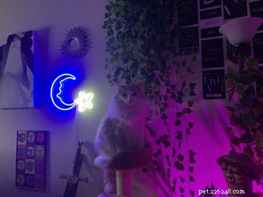 Pet Owners Turn Their Furry Friends Into Video Game Bosses—Hilarious Memes Trending