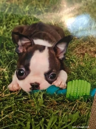 Pet Owners Turn Their Furry Friends Into Video Game Bosses—Hilarious Memes Trending
