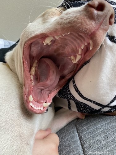 Pet Owners Turn Their Furry Friends Into Video Game Bosses—Hilarious Memes Trending