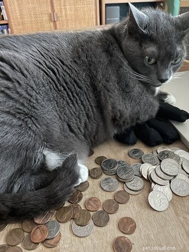 Pet Owners Turn Their Furry Friends Into Video Game Bosses—Hilarious Memes Trending