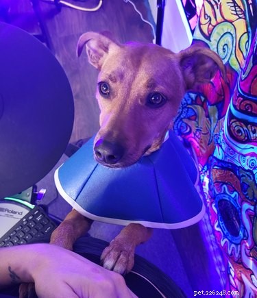 Pet Owners Turn Their Furry Friends Into Video Game Bosses—Hilarious Memes Trending