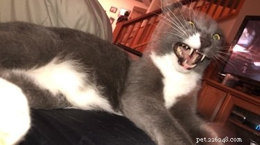 Pet Owners Turn Their Furry Friends Into Video Game Bosses—Hilarious Memes Trending