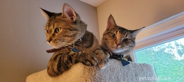 Pet Owners Turn Their Furry Friends Into Video Game Bosses—Hilarious Memes Trending