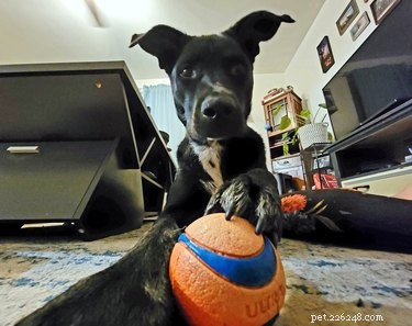 Pet Owners Turn Their Furry Friends Into Video Game Bosses—Hilarious Memes Trending