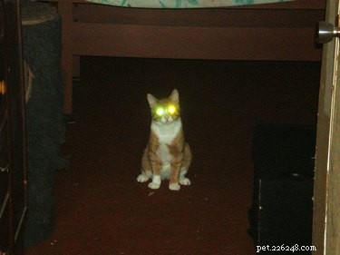 Pet Owners Turn Their Furry Friends Into Video Game Bosses—Hilarious Memes Trending