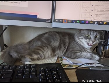Pet Owners Turn Their Furry Friends Into Video Game Bosses—Hilarious Memes Trending