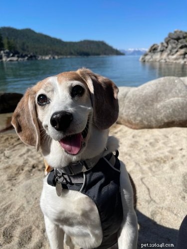 22 Adorable Dogs Living the Ultimate Beach Day