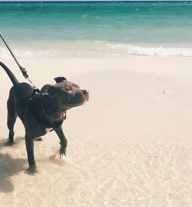 22 Adorable Dogs Living the Ultimate Beach Day