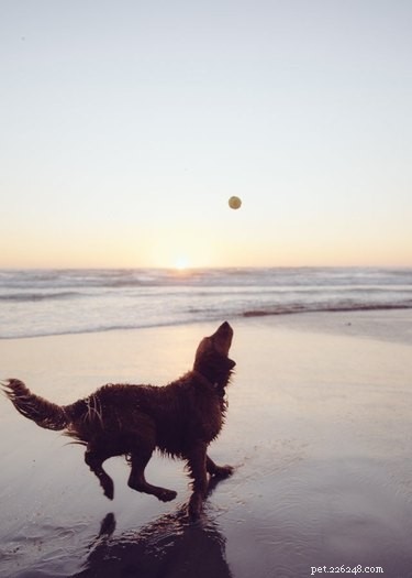 22 Adorable Dogs Living the Ultimate Beach Day