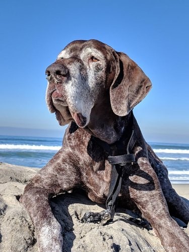 22 Adorable Dogs Living the Ultimate Beach Day