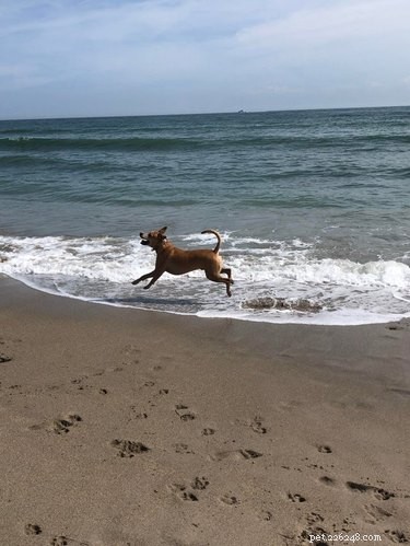 22 Adorable Dogs Living the Ultimate Beach Day