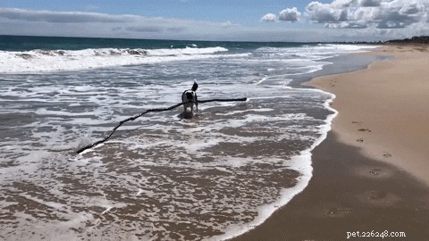 22 Adorable Dogs Living the Ultimate Beach Day