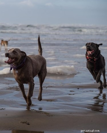 22 Adorable Dogs Living the Ultimate Beach Day