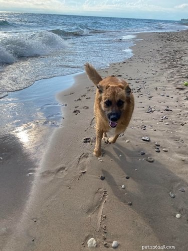 22 Adorable Dogs Living the Ultimate Beach Day