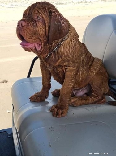 22 Adorable Dogs Living the Ultimate Beach Day