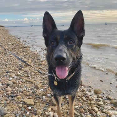 22 Adorable Dogs Living the Ultimate Beach Day