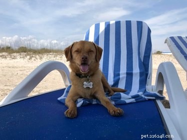 22 Adorable Dogs Living the Ultimate Beach Day