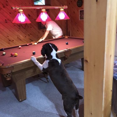 19 Dogs Showcase Their Pool Skills in a Hustling Hall