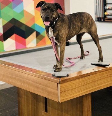 19 Dogs Showcase Their Pool Skills in a Hustling Hall