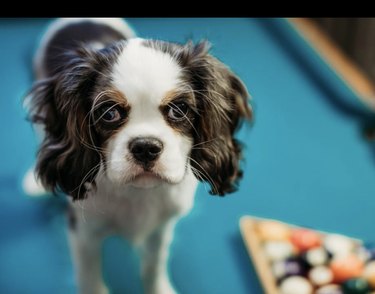 19 Dogs Showcase Their Pool Skills in a Hustling Hall