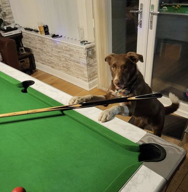 19 Dogs Showcase Their Pool Skills in a Hustling Hall