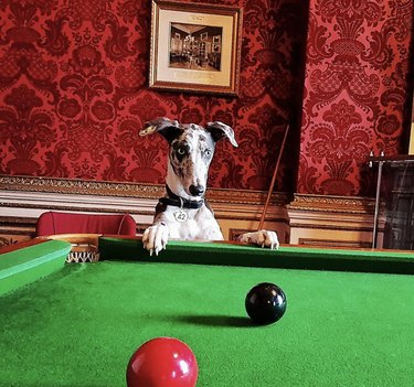 19 Dogs Showcase Their Pool Skills in a Hustling Hall