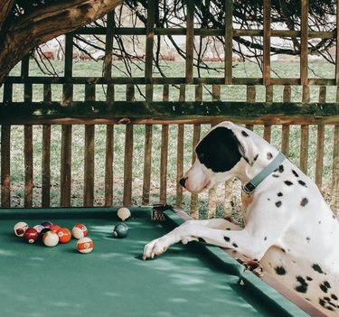 19 Dogs Showcase Their Pool Skills in a Hustling Hall