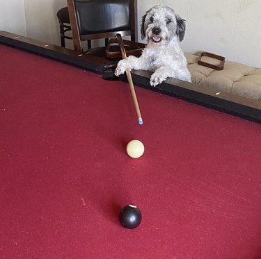 19 Dogs Showcase Their Pool Skills in a Hustling Hall