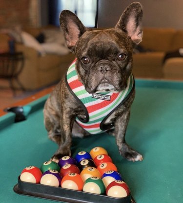 19 Dogs Showcase Their Pool Skills in a Hustling Hall