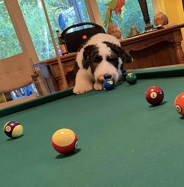 19 Dogs Showcase Their Pool Skills in a Hustling Hall
