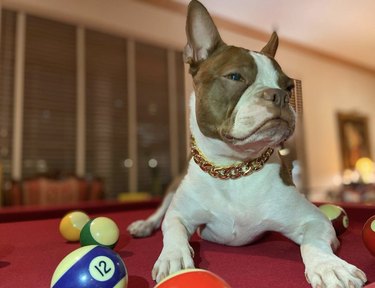 19 Dogs Showcase Their Pool Skills in a Hustling Hall