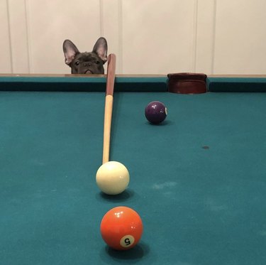 19 Dogs Showcase Their Pool Skills in a Hustling Hall