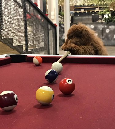 19 Dogs Showcase Their Pool Skills in a Hustling Hall