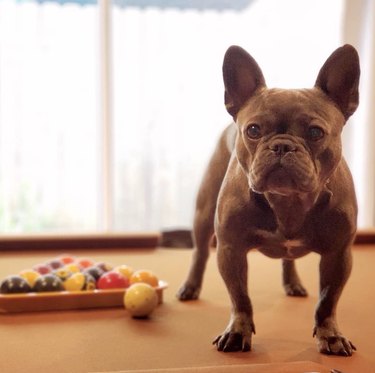 19 Dogs Showcase Their Pool Skills in a Hustling Hall