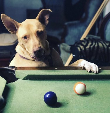 19 Dogs Showcase Their Pool Skills in a Hustling Hall
