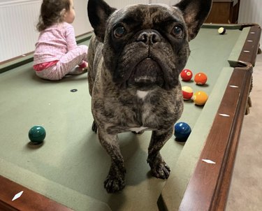 19 Dogs Showcase Their Pool Skills in a Hustling Hall