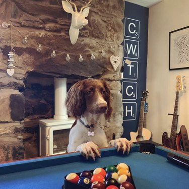 19 Dogs Showcase Their Pool Skills in a Hustling Hall
