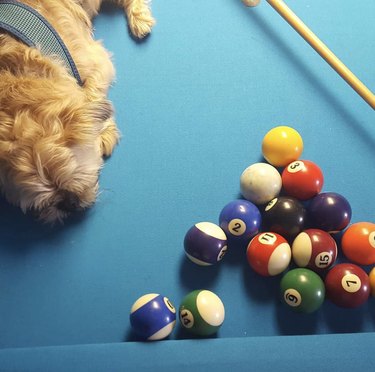 19 Dogs Showcase Their Pool Skills in a Hustling Hall