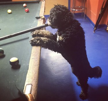 19 Dogs Showcase Their Pool Skills in a Hustling Hall