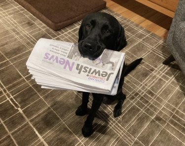 16 News‑Savvy Dogs That Love Staying Informed