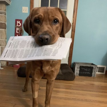 16 News‑Savvy Dogs That Love Staying Informed