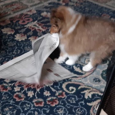 16 News‑Savvy Dogs That Love Staying Informed