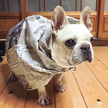 16 News‑Savvy Dogs That Love Staying Informed