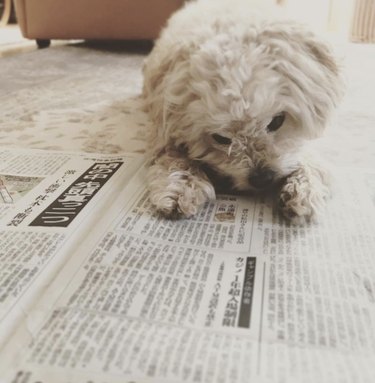 16 News‑Savvy Dogs That Love Staying Informed