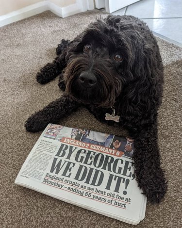 16 News‑Savvy Dogs That Love Staying Informed