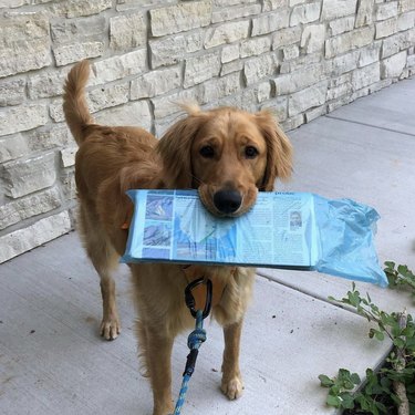 16 News‑Savvy Dogs That Love Staying Informed