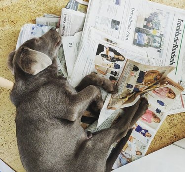 16 News‑Savvy Dogs That Love Staying Informed