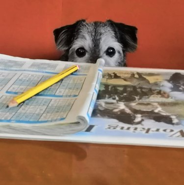 16 News‑Savvy Dogs That Love Staying Informed